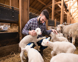 Moutons eleveur