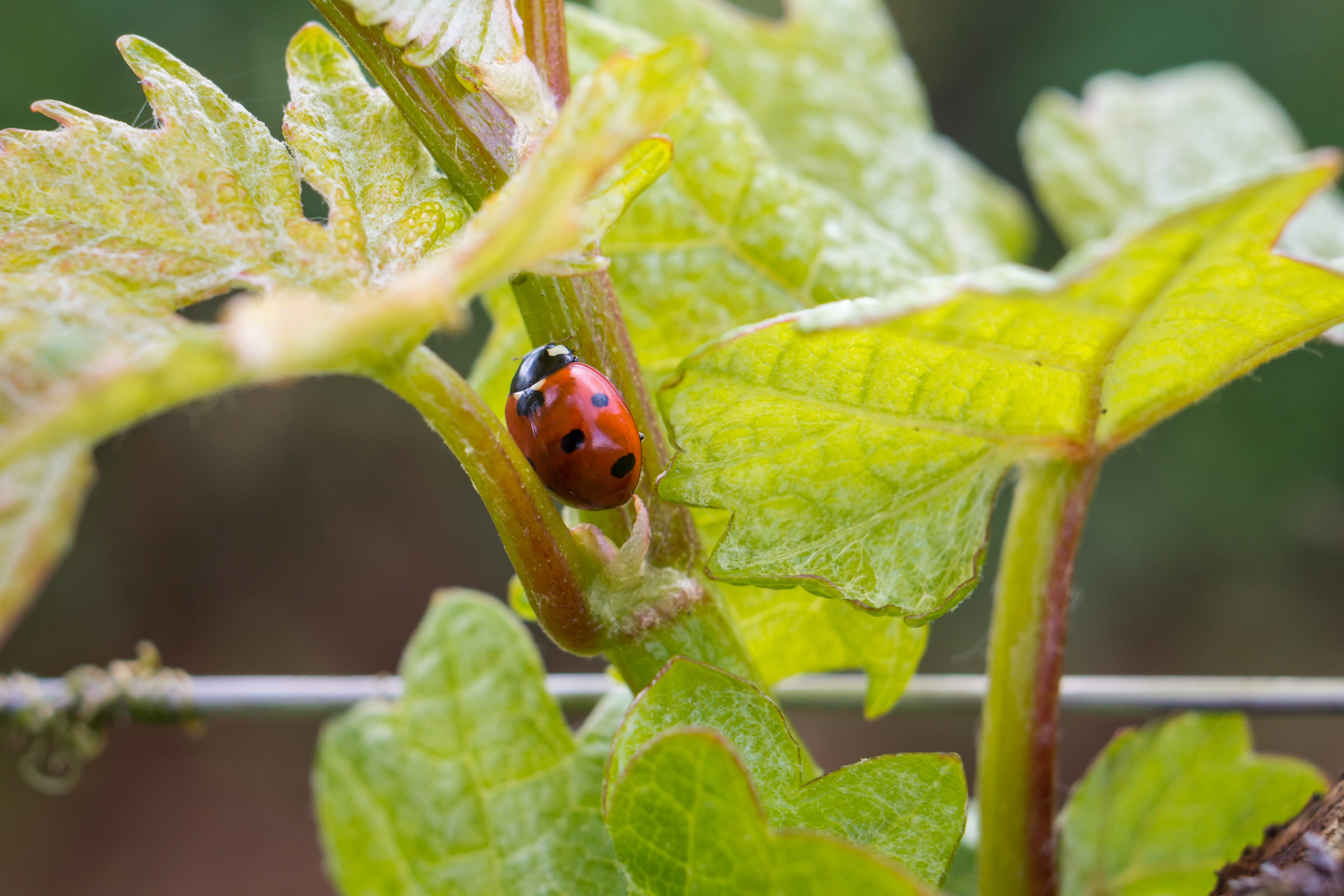 coccinelles