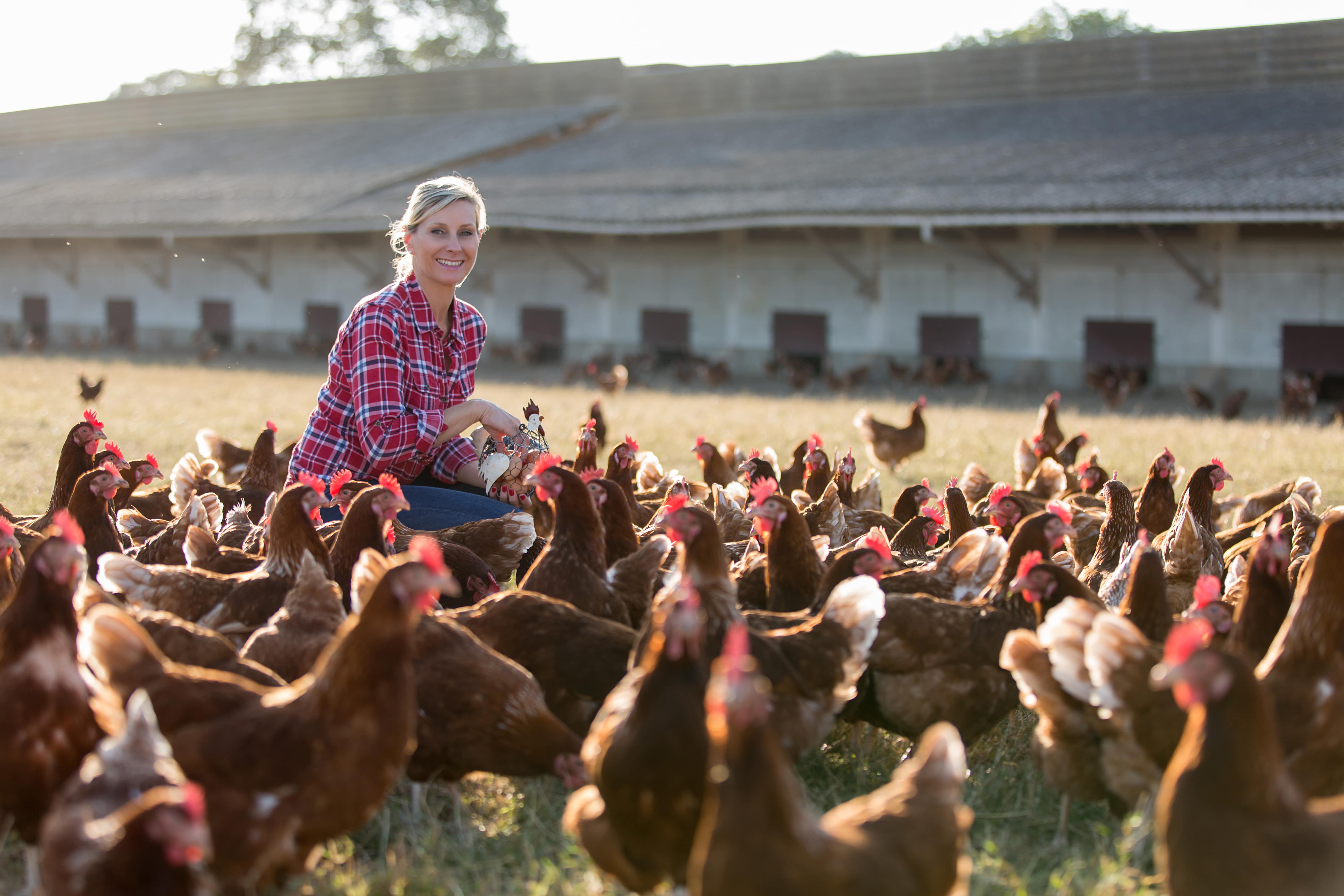 agricultrice-elevage-poules