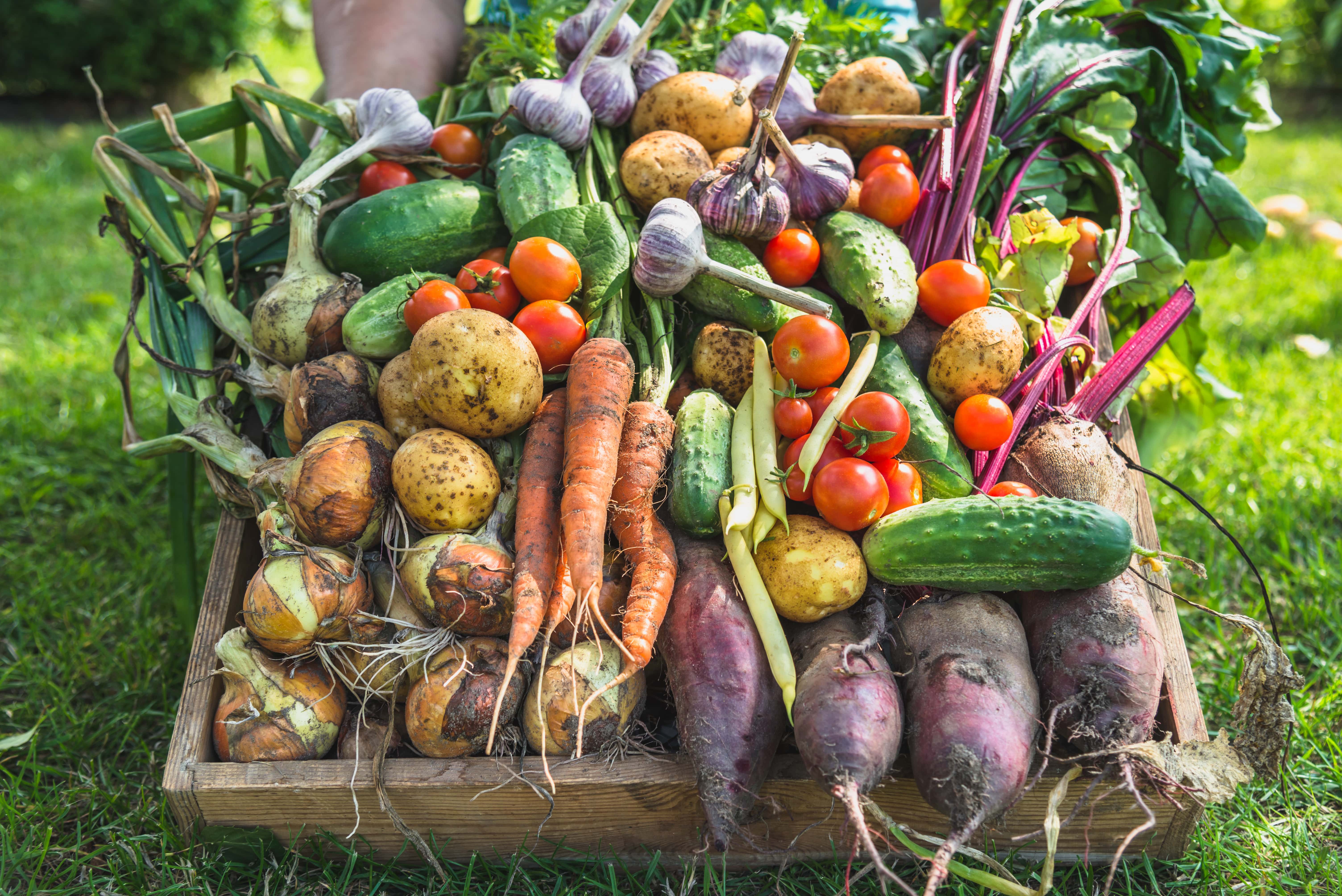 panier-légumes