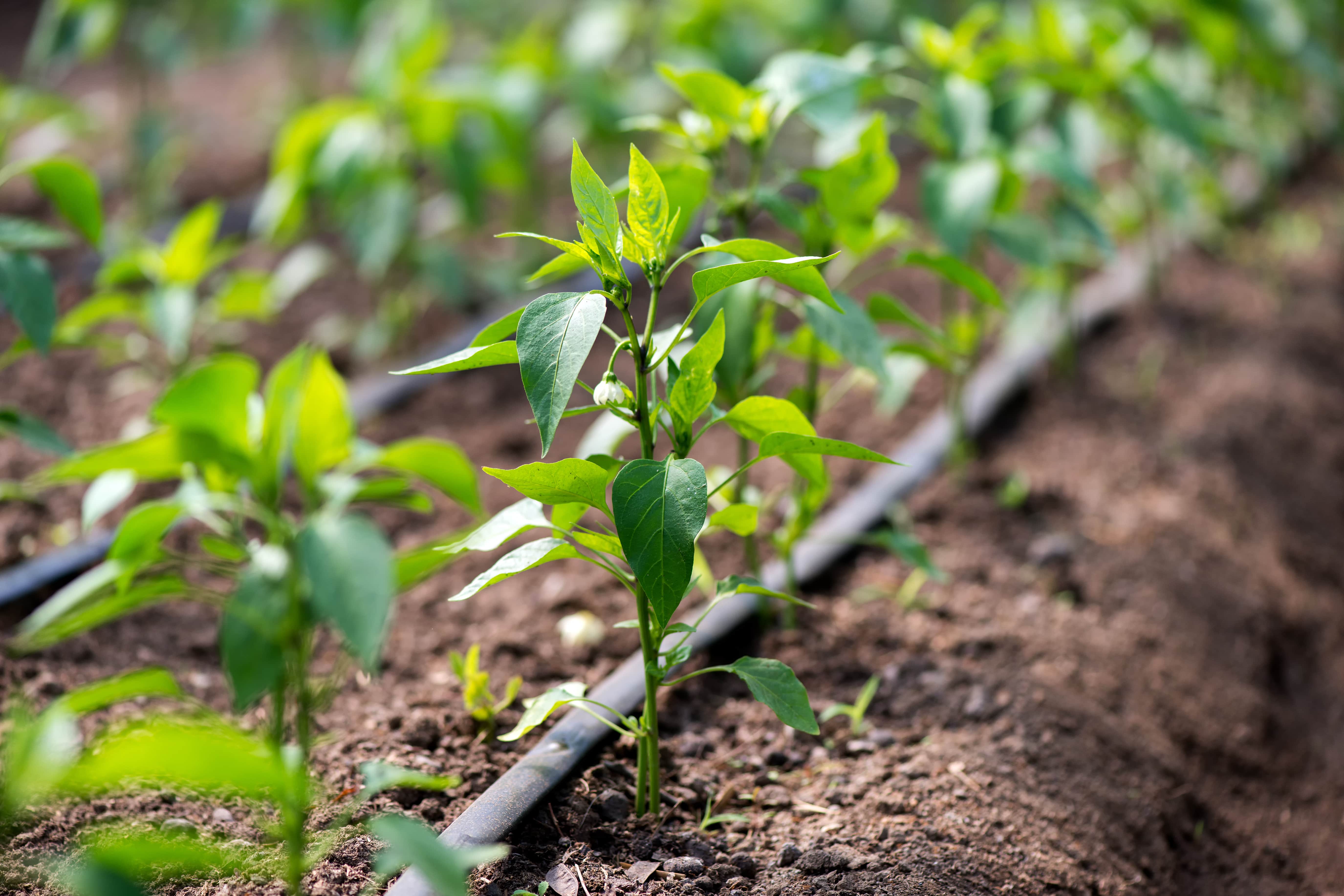 terre-pousse-plantes