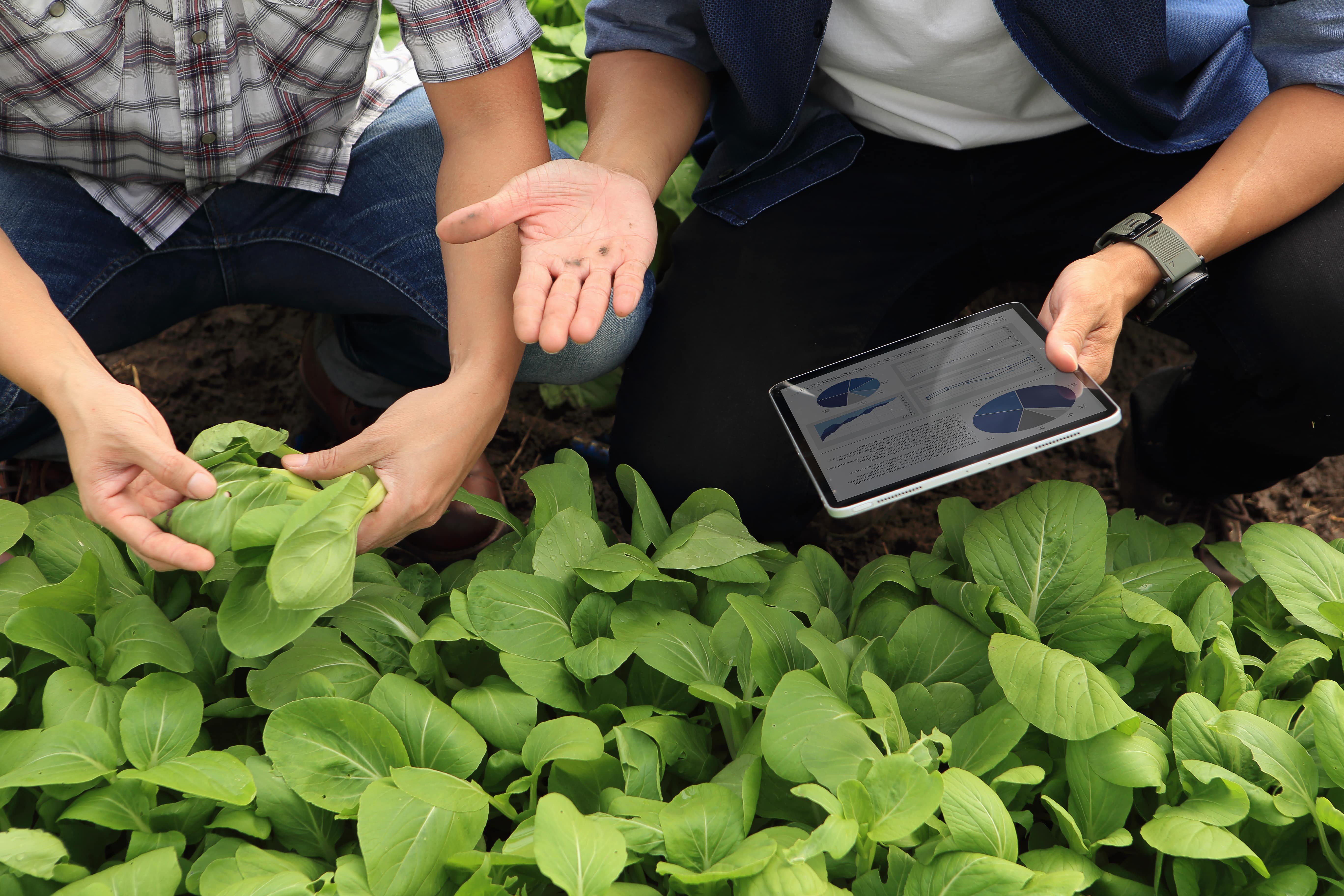 agriculture-technologie-tablette