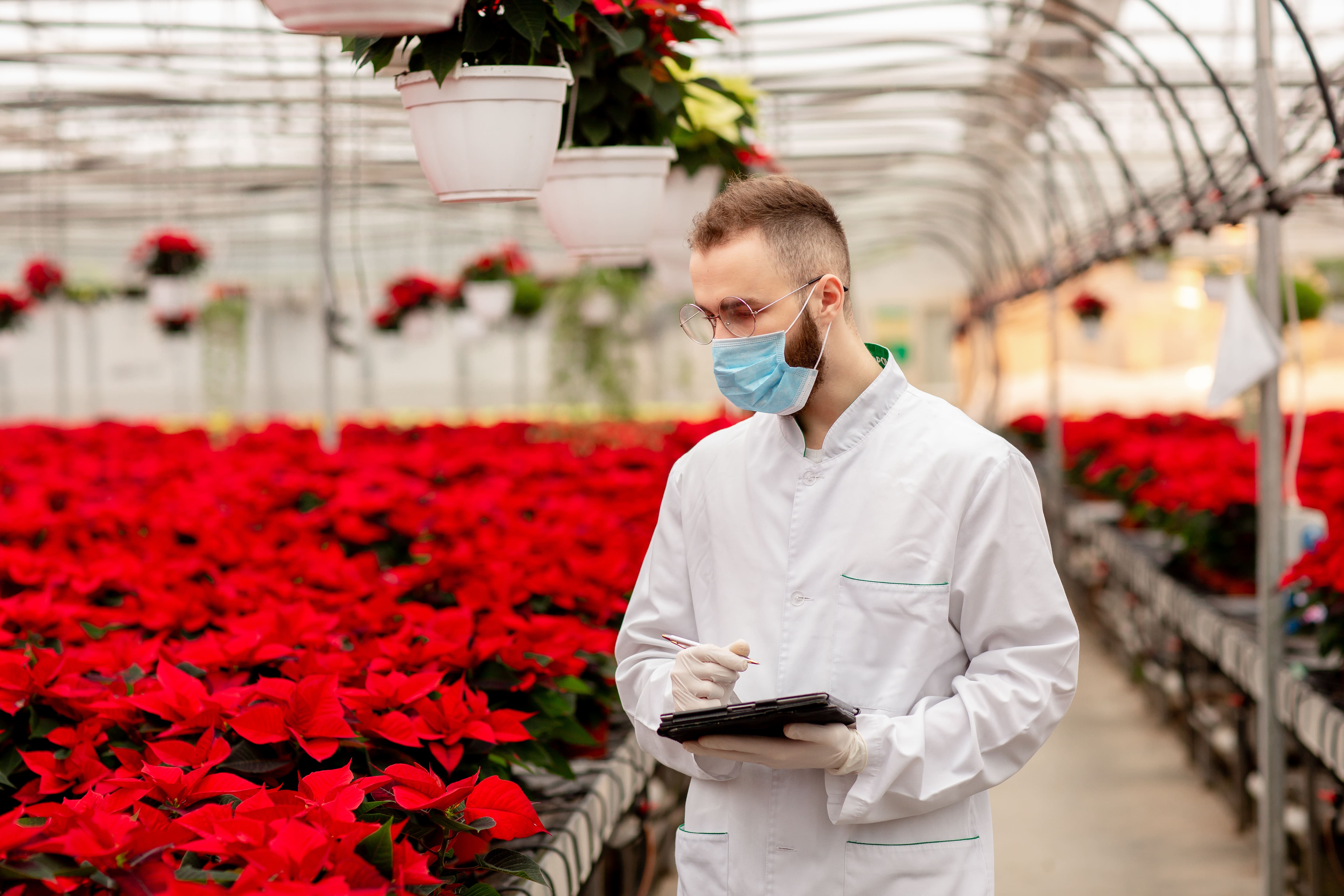 Agriculteur dans une serre