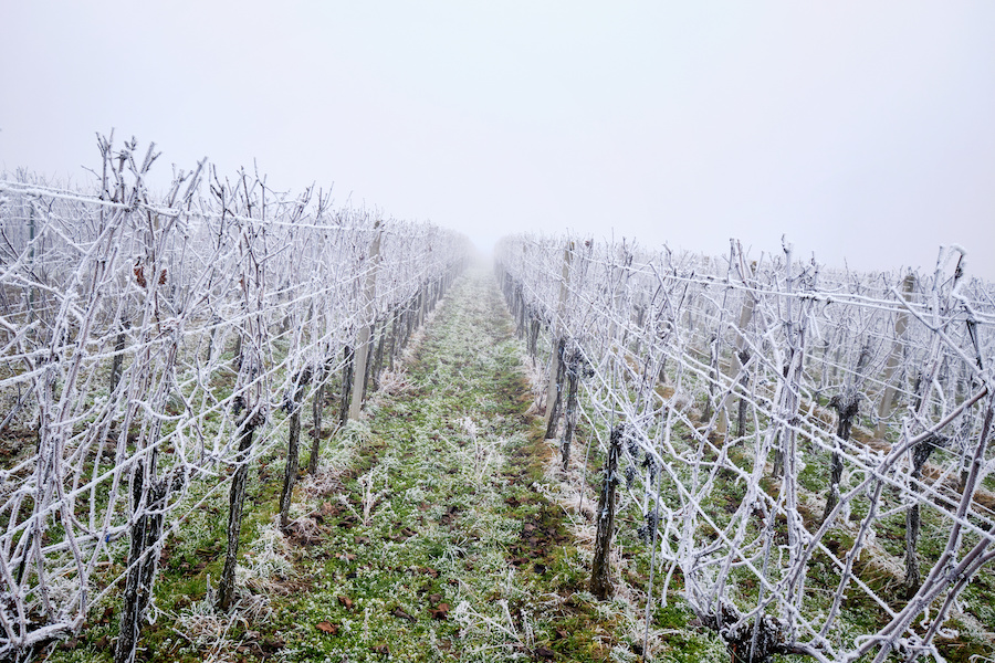 vignes gel printemps