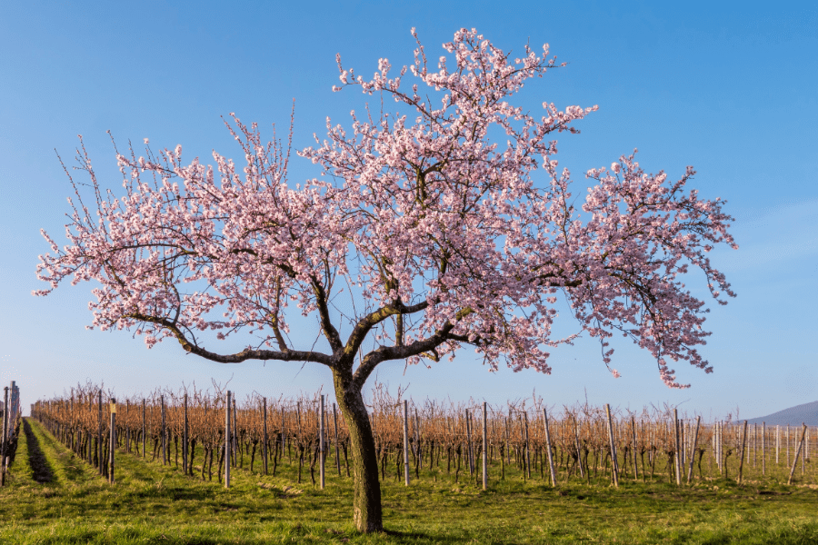 agroforesterie-arbre-rose