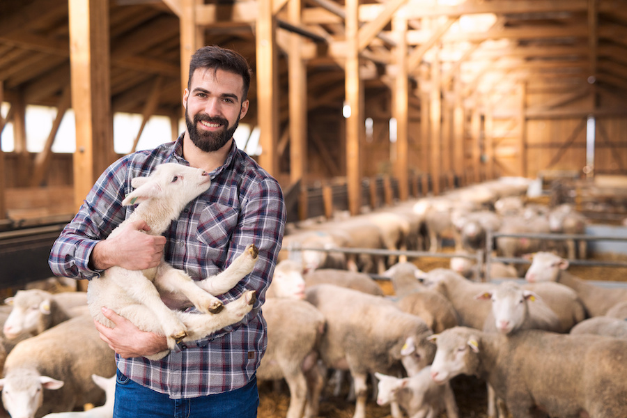 agriculteur moutons