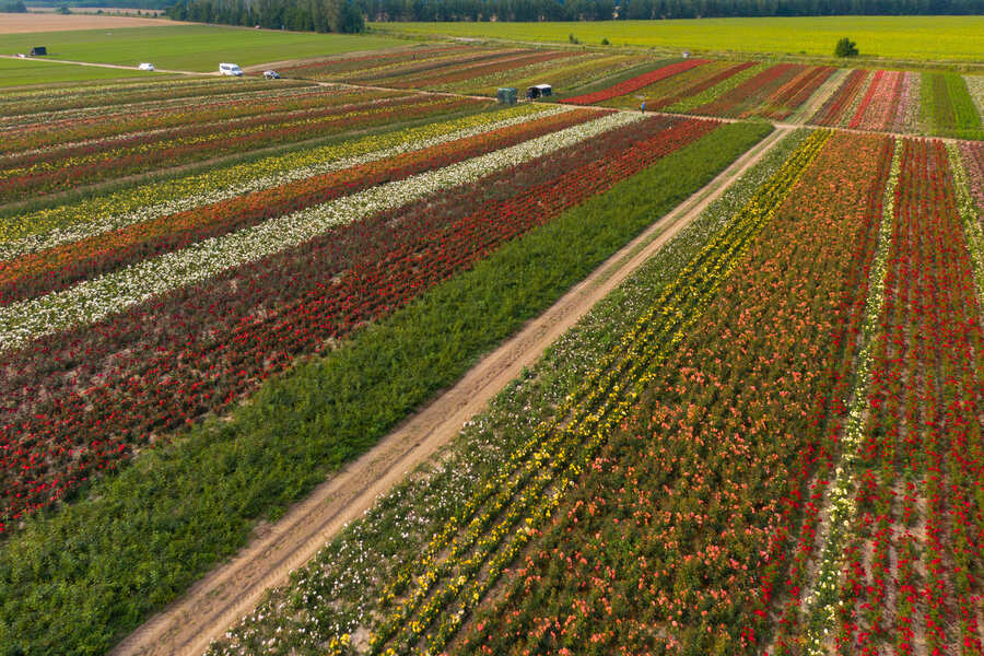 polyculture