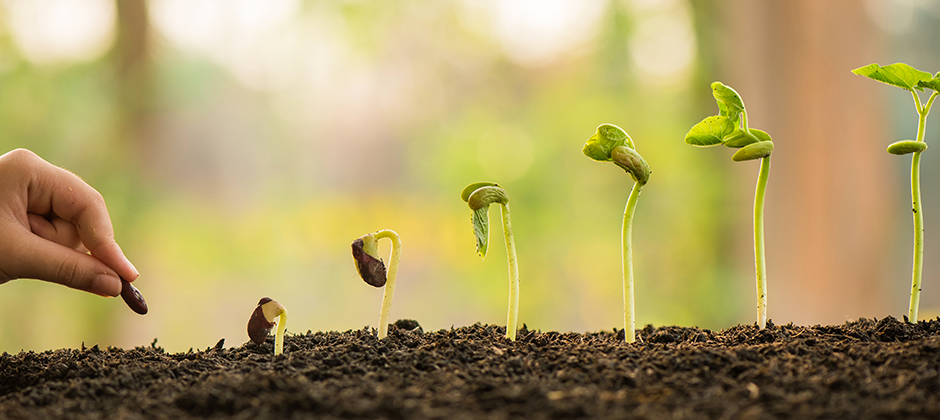 plantes-nature