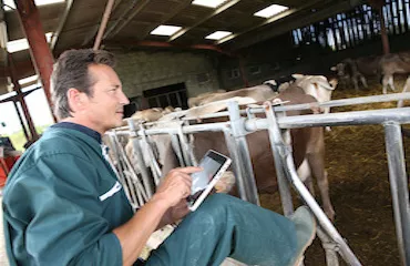 eleveur vache technologie